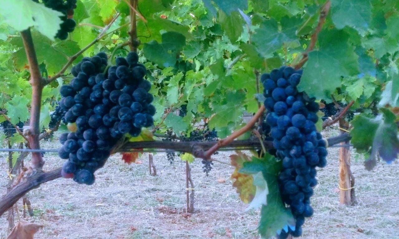 Contrada Vigna Bed & Breakfast Vietri Dış mekan fotoğraf